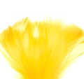 piorka-w-torebce-zolte.jpg
