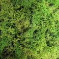 chrobotek-norweski-jasny-zielony.jpg